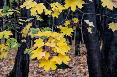 Gri-beyaz bir arka planda sarı sonbahar yaprakları
