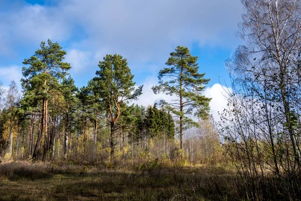 Autumn Yellow Rural Landscape Lake Blue Sky — Stock Photo, Image