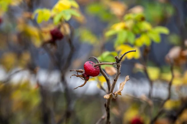 Červené Bobule Keřích Pozadí Žlutých Listů Parku Podzim — Stock fotografie