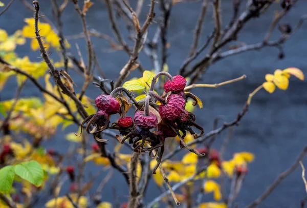 Červené Bobule Keřích Pozadí Žlutých Listů Parku Podzim — Stock fotografie