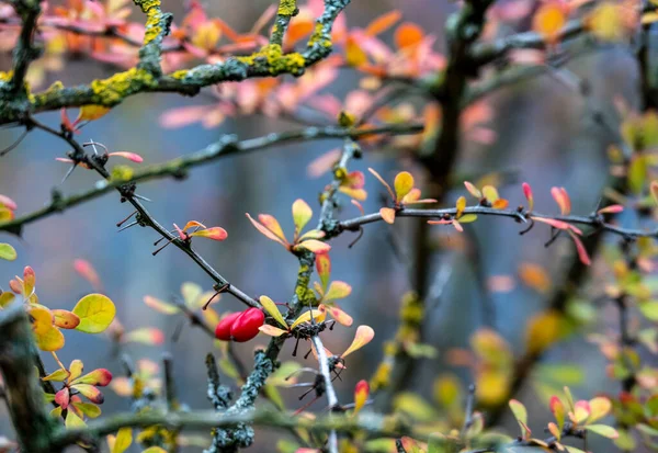 Rote Beeren Den Sträuchern Vor Dem Hintergrund Der Gelben Blätter — Stockfoto