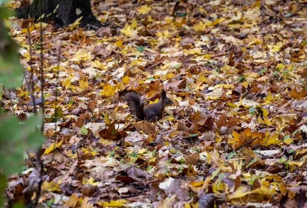 Brown Squirrel Background Yellow Leaves Prepares Winter Prepares Food — Stock Photo, Image