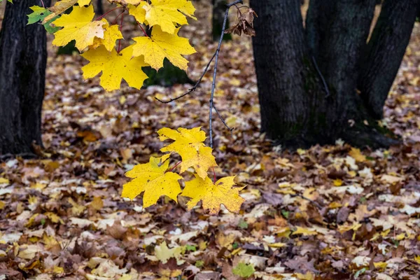 Gele Herfst Bladeren Een Grijs Witte Lucht Achtergrond — Stockfoto