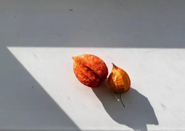 Ainda Vida Com Caixas Physalis Vermelho Casa — Fotografia de Stock