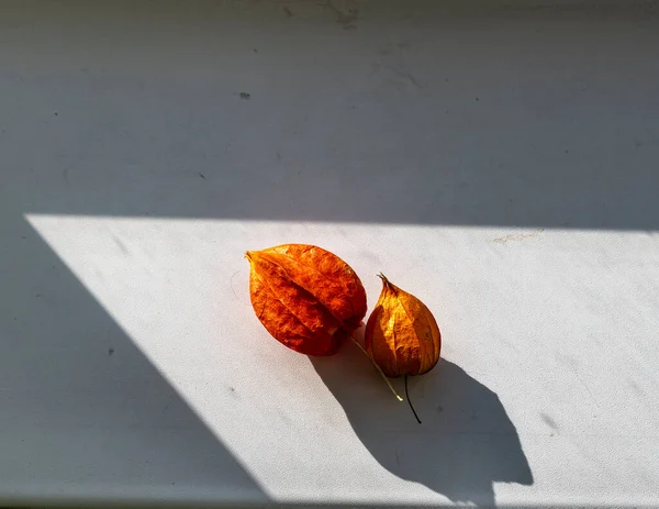 Stilleben Med Lådor Röda Physalis Hemma — Stockfoto