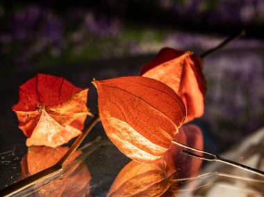 Masanın üzerinde dekoratif fizsalis kutuları var.