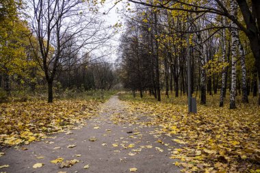 Sarı yapraklar parkın zemininde ve banklarda