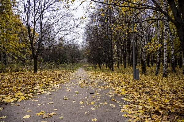 Желтые Листья Парке Земле Скамейках — стоковое фото