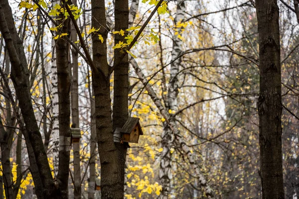 Žluté Listí Parku Zemi Lavičkách — Stock fotografie
