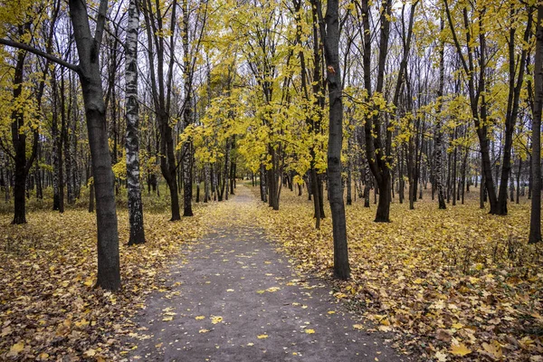 Gula Blad Parken Marken Och Bänkar — Stockfoto