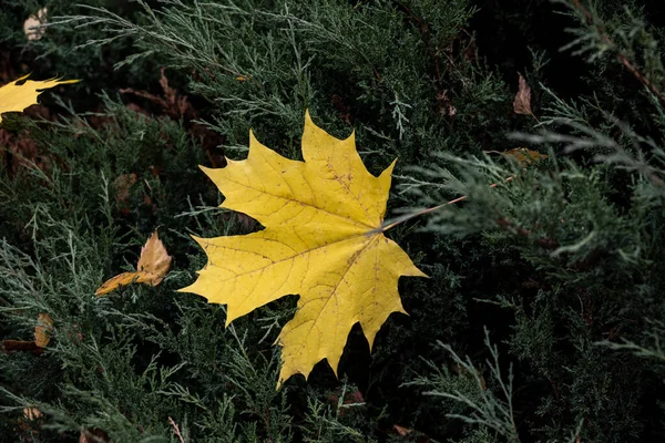Жовте Листя Парку Землі Лавках — стокове фото