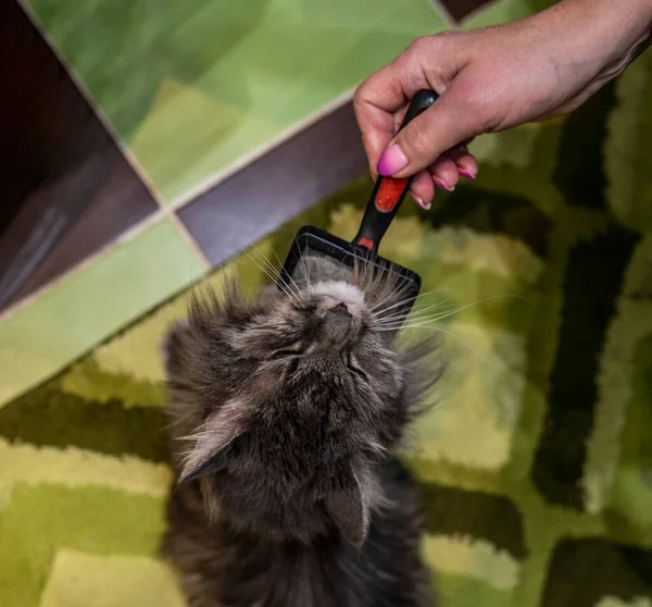 Mujer Jugando Con Amado Gato Gris — Foto de Stock