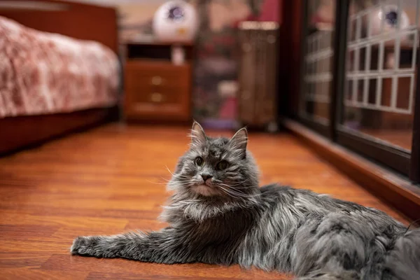 Gato Casa Gris Está Descansando Suelo Apartamento Examina Sus Posesiones — Foto de Stock