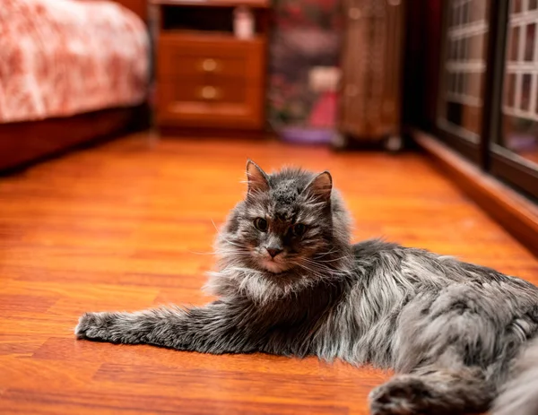 Gato Casa Gris Está Descansando Suelo Apartamento Examina Sus Posesiones — Foto de Stock