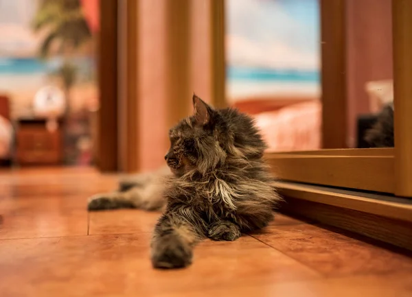 灰色の家の猫はアパートの床の上で休んでいるそしてその所有物を調べる — ストック写真