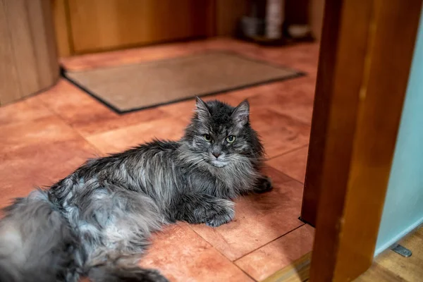 Gato Casa Gris Está Descansando Suelo Apartamento Examina Sus Posesiones — Foto de Stock