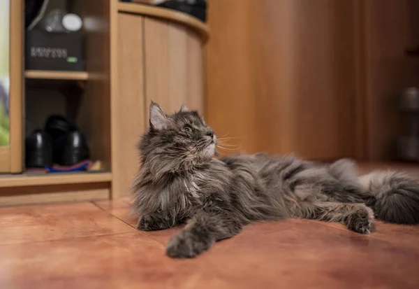 Šedý Dům Kočka Odpočívá Podlaze Bytě Zkoumá Jeho Majetek — Stock fotografie
