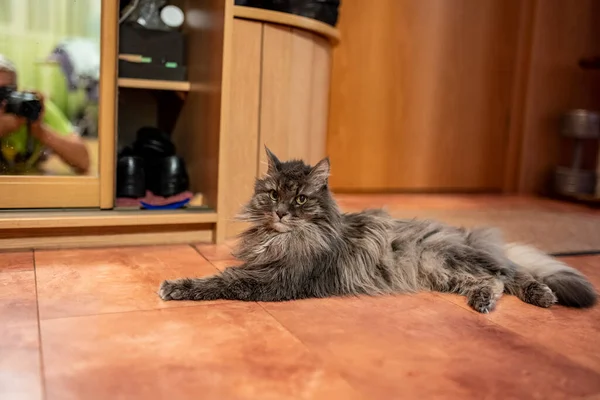 Gato Casa Gris Está Descansando Suelo Apartamento Examina Sus Posesiones — Foto de Stock