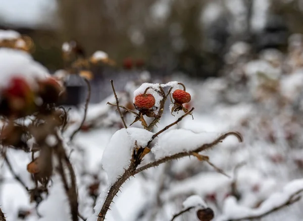 Paisaje Invernal Parque Ciudad Después Primera Nieve Comienzo Del Invierno — Foto de Stock