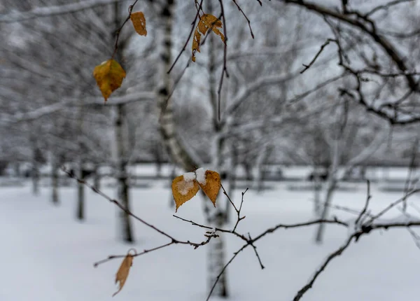 Paisaje Invernal Parque Ciudad Después Primera Nieve Comienzo Del Invierno — Foto de Stock