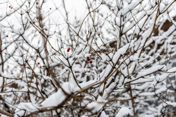 Paisaje Invernal Parque Ciudad Después Primera Nieve Comienzo Del Invierno — Foto de Stock