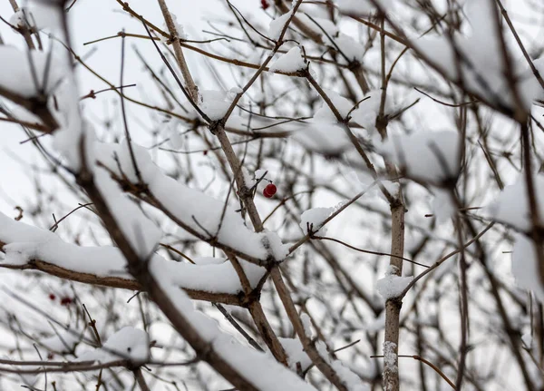 Paisaje Invernal Parque Ciudad Después Primera Nieve Comienzo Del Invierno — Foto de Stock