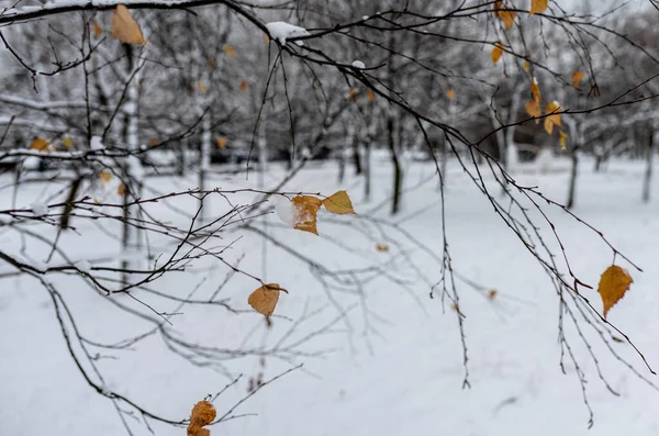 Paisagem Inverno Parque Cidade Depois Primeira Neve Início Inverno — Fotografia de Stock