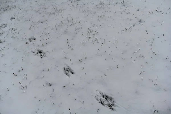 Paesaggio Invernale Parco Cittadino Dopo Prima Neve All Inizio Dell — Foto Stock