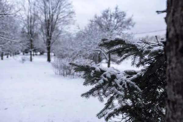 Paisagem Inverno Parque Cidade Depois Primeira Neve Início Inverno — Fotografia de Stock