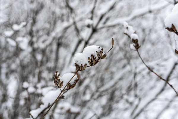 Paisagem Inverno Parque Cidade Depois Primeira Neve Início Inverno — Fotografia de Stock
