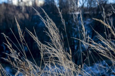 Orman parkı bitkileri güneşli kış günü