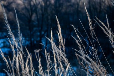 Orman parkı bitkileri güneşli kış günü
