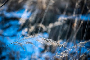 Orman parkı bitkileri güneşli kış günü