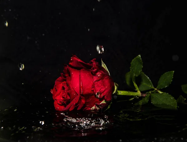 Kırmızı gül ve damlayan su siyah arkaplanda