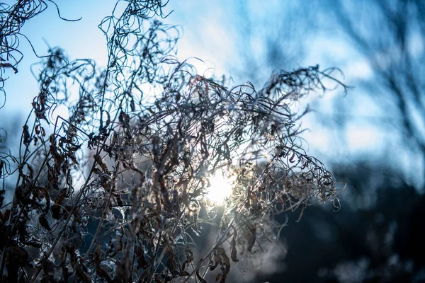 Orman Parkı Bitkileri Güneşli Kış Günü — Stok fotoğraf