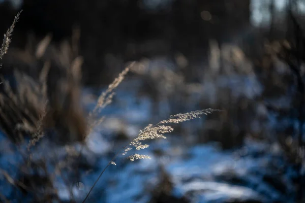 Bospark Vegetatie Zonnige Winterdag — Stockfoto