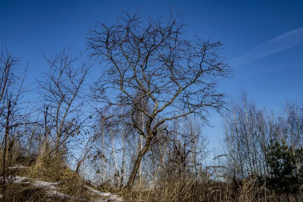 Lesopark Vegetace Slunečný Zimní Den — Stock fotografie