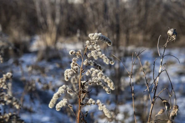 Bosque Parque Vegetación Soleado Invierno Día — Foto de Stock