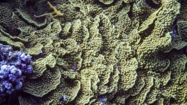 Kızıl Deniz 'in parlak, güzel balığı mercan resifinde doğal bir çevrede.