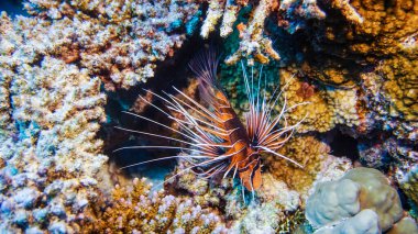 Kızıl Deniz 'in parlak, güzel balığı mercan resifinde doğal bir çevrede.