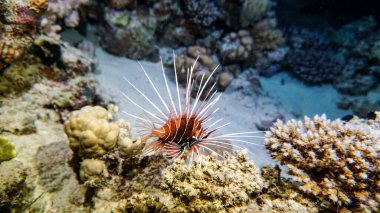 Kızıl Deniz 'in parlak, güzel balığı mercan resifinde doğal bir çevrede.