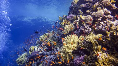 Kızıl Deniz 'in parlak, güzel balığı mercan resifinde doğal bir çevrede.
