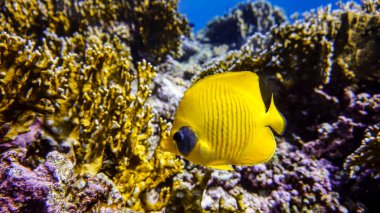 Kızıl Deniz 'in parlak, güzel balığı mercan resifinde doğal bir çevrede.