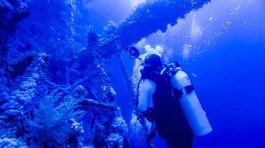 Kızıl Deniz 'deki bir mercan resifinde batmış bir geminin dalgıçları tarafından yapılan araştırmalar.