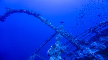 Kızıl Deniz 'deki bir mercan resifinde batmış bir geminin dalgıçları tarafından yapılan araştırmalar.