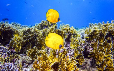 Kızıl Deniz 'in parlak, güzel balığı mercan resifinde doğal bir çevrede.
