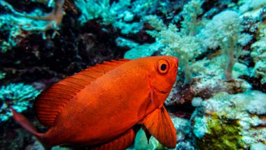 Kızıl Deniz 'in parlak, güzel balığı mercan resifinde doğal bir çevrede.