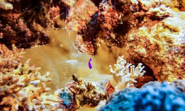 Kızıl Deniz 'in parlak, güzel balığı mercan resifinde doğal bir çevrede.