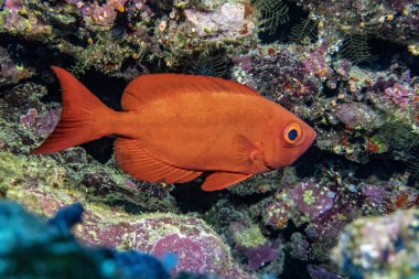 Kızıl Deniz 'in parlak, güzel balığı mercan resifinde doğal bir çevrede.