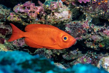 Kızıl Deniz 'in parlak, güzel balığı mercan resifinde doğal bir çevrede.
